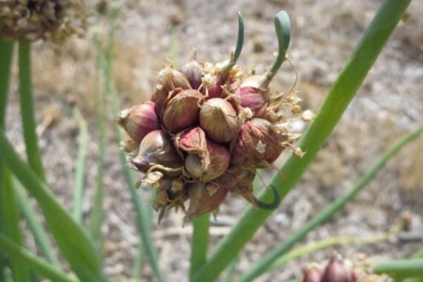 Кракен зеркало onion